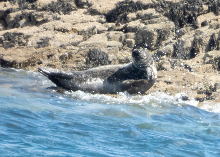 Seals in the Wild - St Michael's Bay  - 2nd June 2026