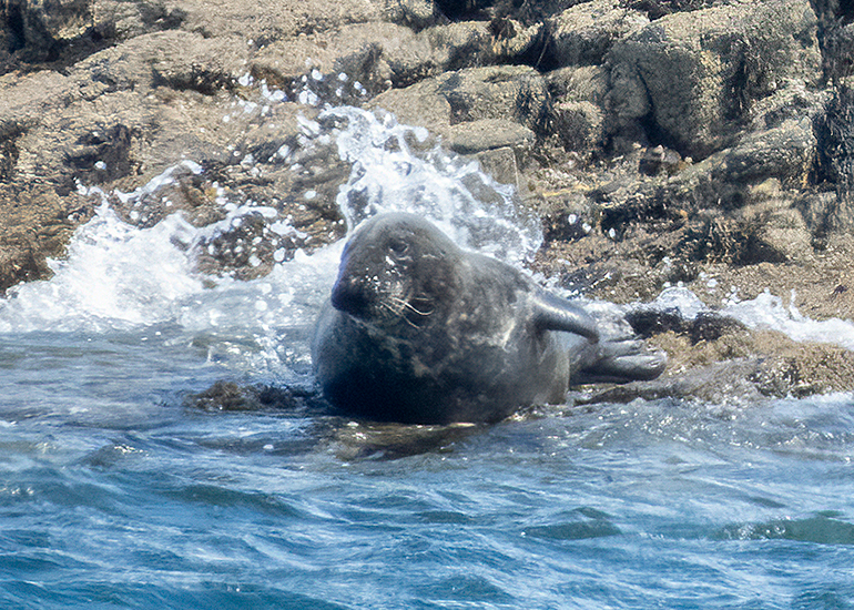 Seals in the Wild - St Michael's Bay  - 2nd June 2026
