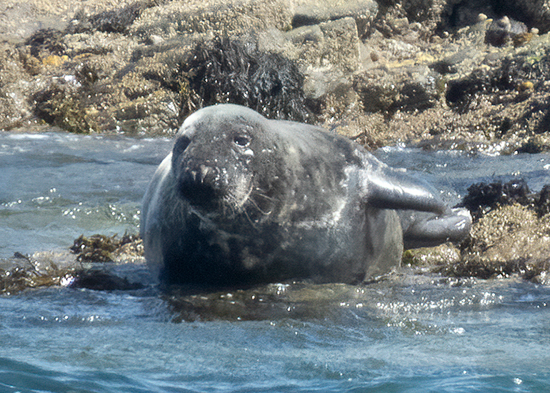 Seals in the Wild - St Michael's Bay  - 2nd June 2026