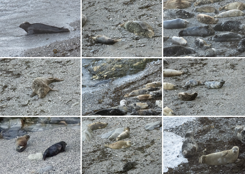 Seals in the wild - May 2025