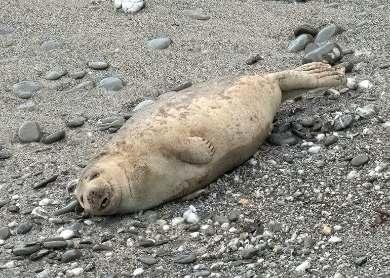 Seals in the Wild - West Cornwall - 9th April 2026