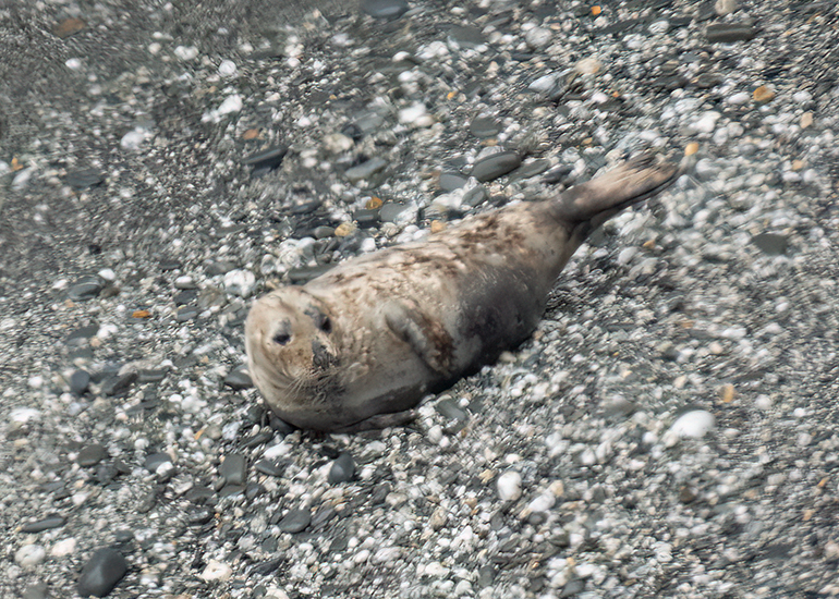 Seals in the Wild - West Cornwall - 26th April 2026
