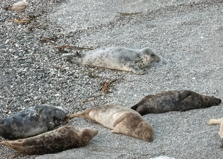 Seals in the Wild - West Cornwall - 9th April 2026