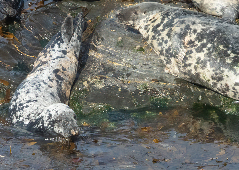 Seals in the Wild - West Cornwall - 21st May 2026