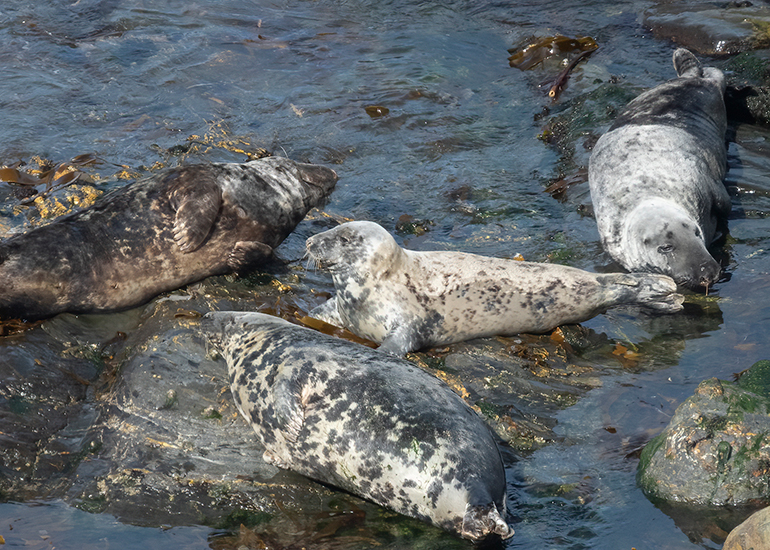Seals in the Wild - West Cornwall - 21st May 2026