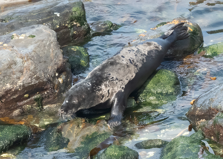 Seals in the Wild - West Cornwall - 21st May 2026