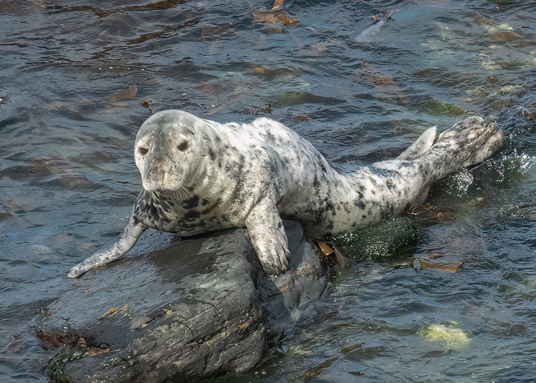 Seals in the Wild - West Cornwall - 21st May 2026