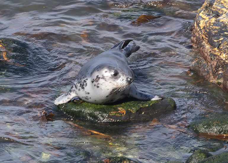 Seals in the Wild - West Cornwall - 21st May 2026