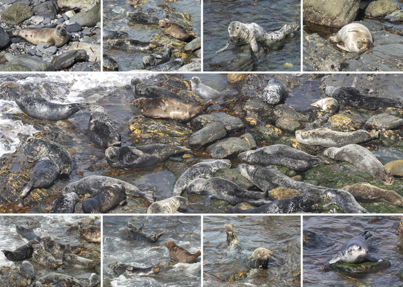 Seals in the wild - May 2026 - West Cornwall