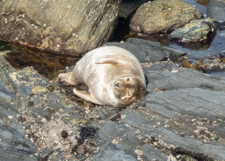 Seals in the Wild - West Cornwall - 21st May 2026