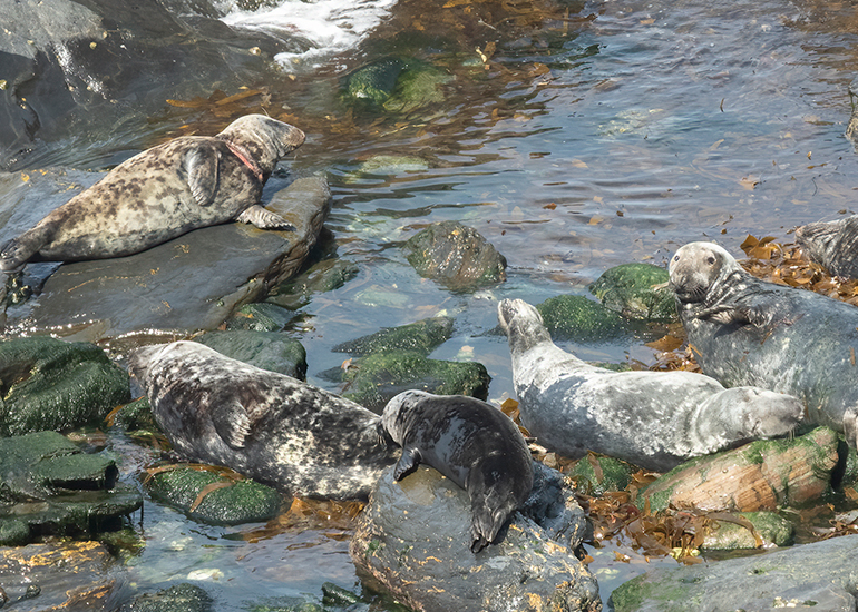 Seals in the Wild - West Cornwall - 21st May 2026