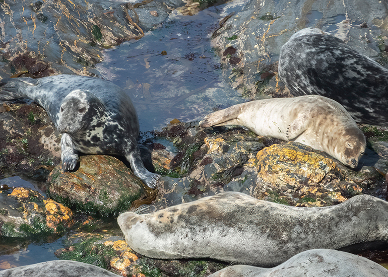 Seals in the Wild - West Cornwall - 21st May 2026