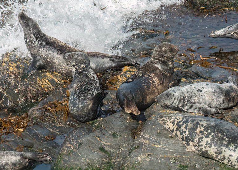 Seals in the Wild - West Cornwall - 21st May 2026