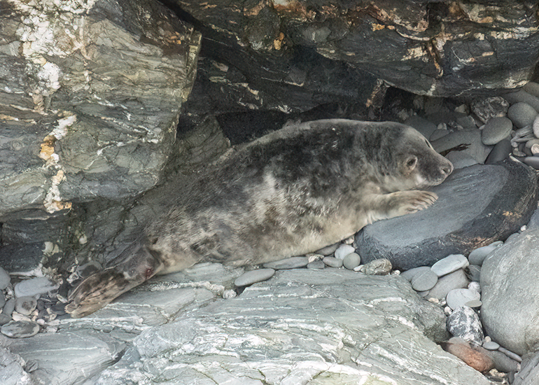 Seals in the Wild - West Cornwall  - 6th October 2026