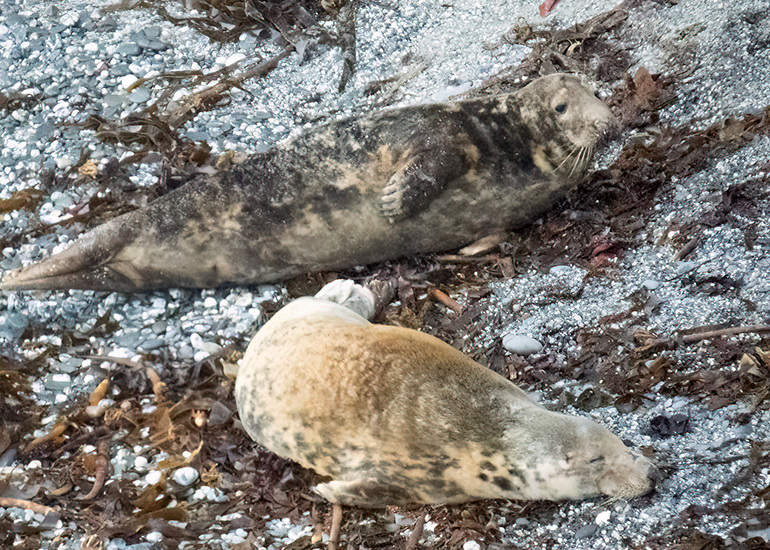 Seals in the Wild - West Cornwall  - 6th October 2026