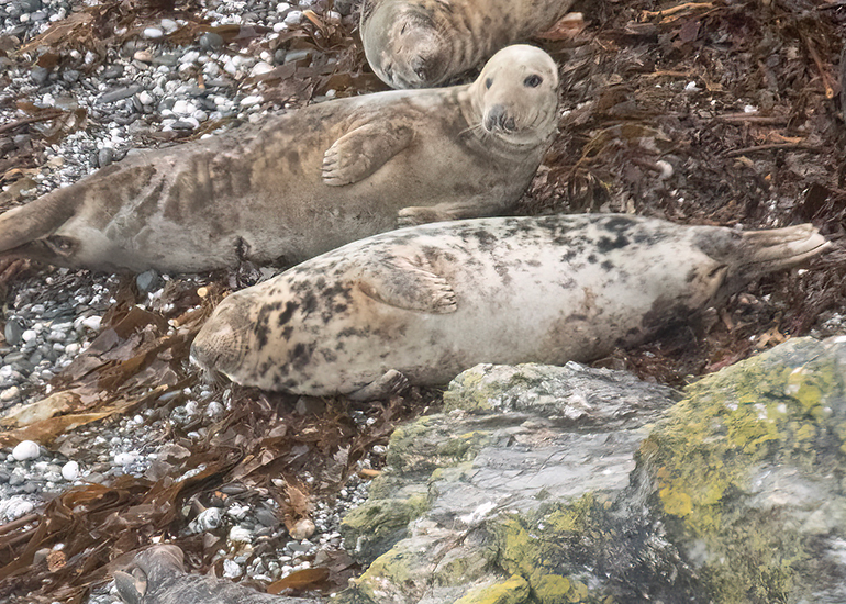 Seals in the Wild - West Cornwall  - 6th October 2026