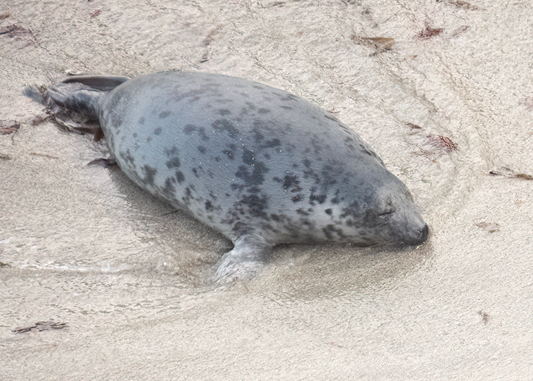 Seals in the Wild - West Cornwall  - 6th October 2026
