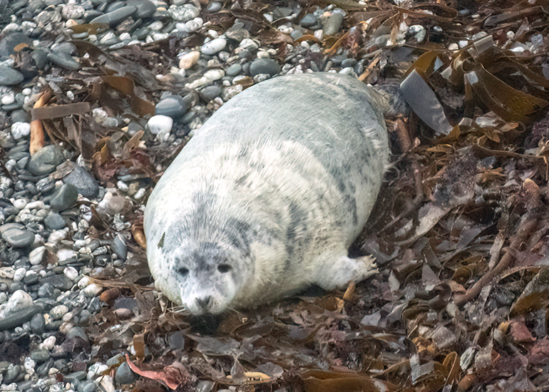 Seals in the Wild - West Cornwall  - 6th October 2026