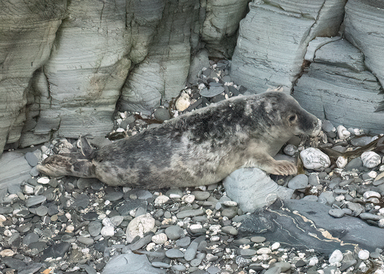 Seals in the Wild - West Cornwall  - 6th October 2026