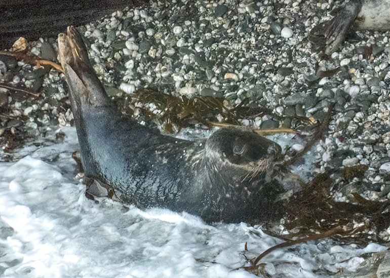 Seals in the Wild - West Cornwall  - 6th October 2026