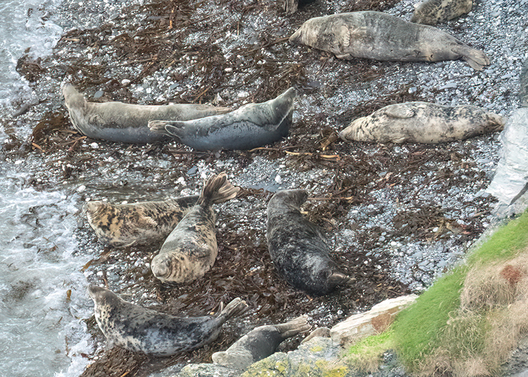 Seals in the Wild - West Cornwall  - 6th October 2026