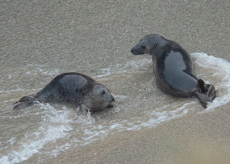 Cornish Seals in the Wild