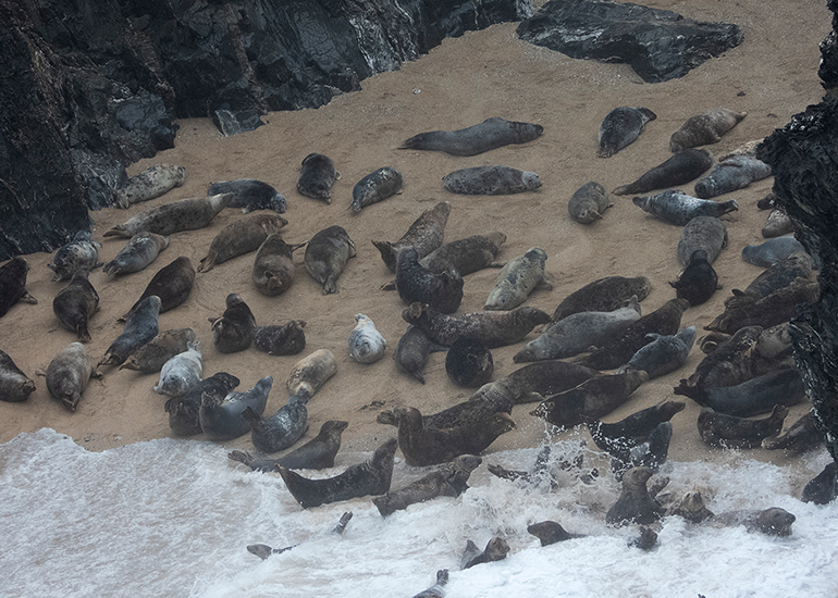 Cornish Seals in the Wild
