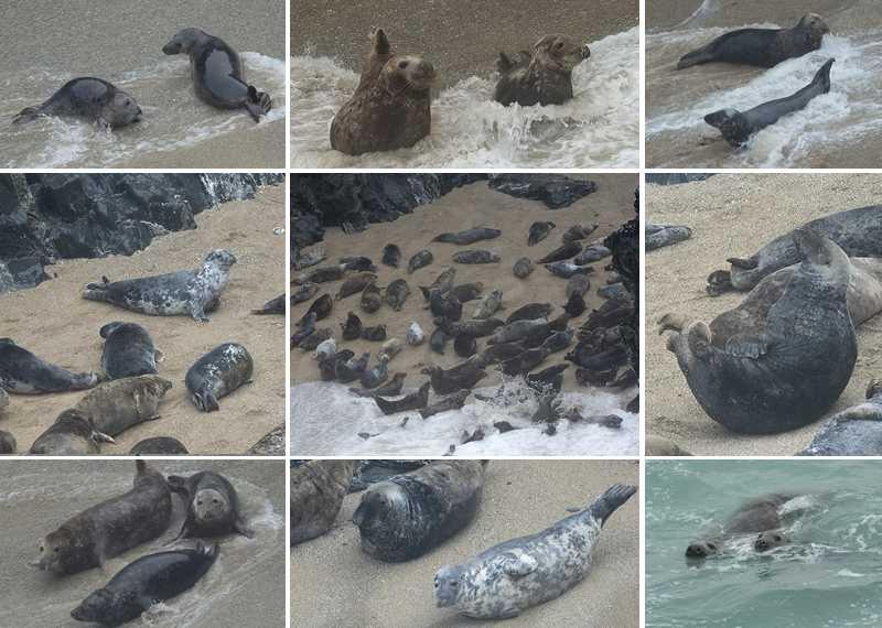 Seals in the wild - December 2024