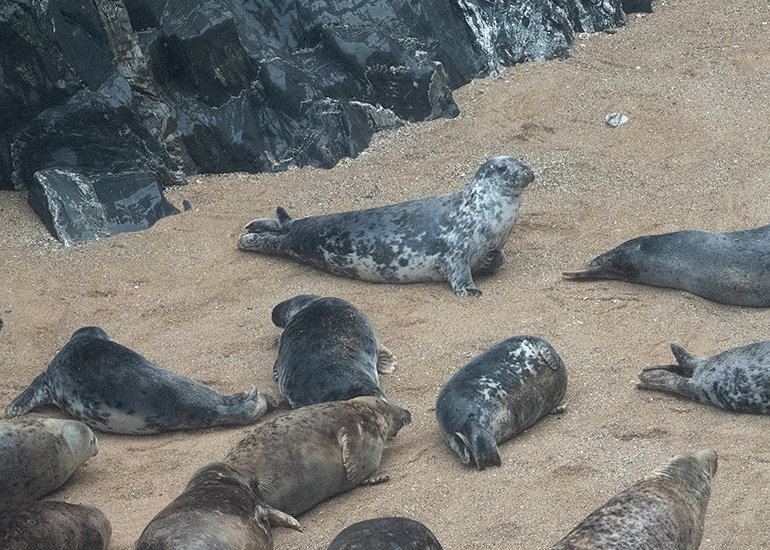 Cornish Seals in the Wild