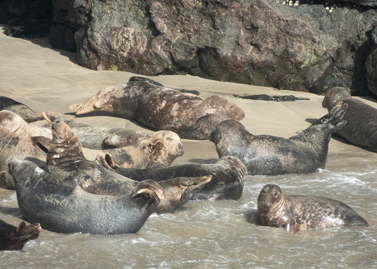 Seals in the Wild - Lizard Peninsula  - 16th October 2026