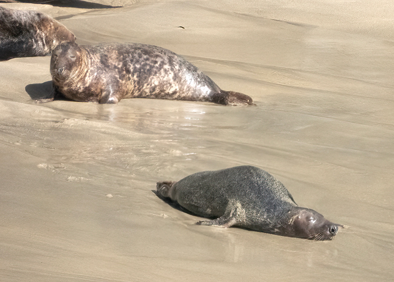 Seals in the Wild - Lizard Peninsula  - 16th October 2026