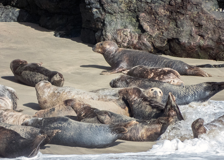Seals in the Wild - Lizard Peninsula  - 16th October 2026