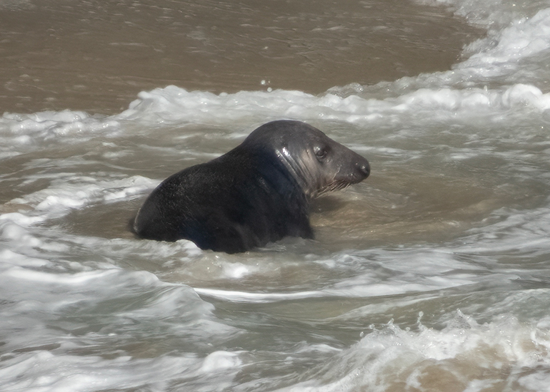 Seals in the Wild - Lizard Peninsula  - 16th October 2026