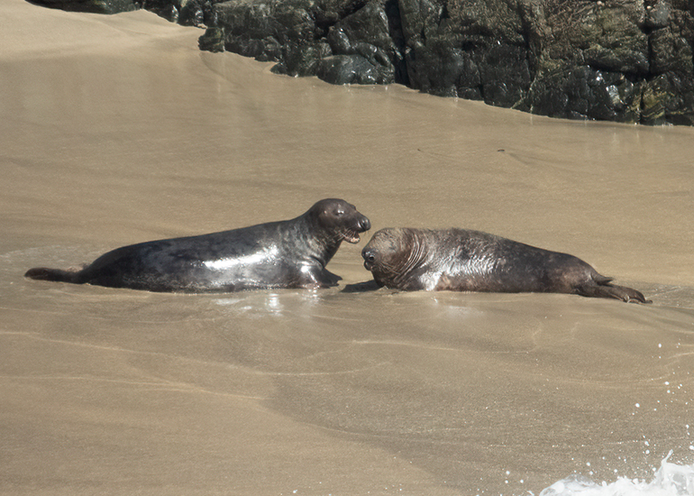 Seals in the Wild - Lizard Peninsula  - 16th October 2026