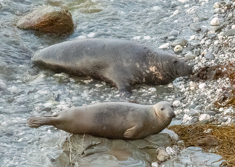 Seals in the Wild - West Cornwall  - 22nd August 2026