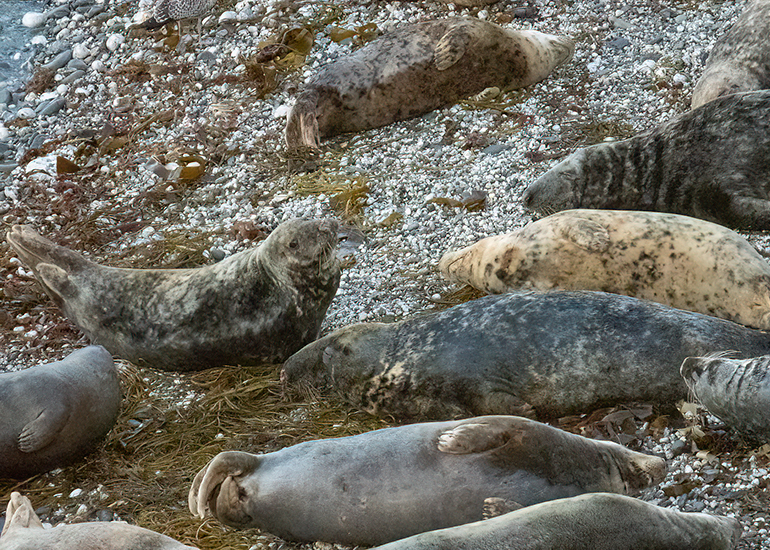 Seals in the Wild - West Cornwall  - 22nd August 2026