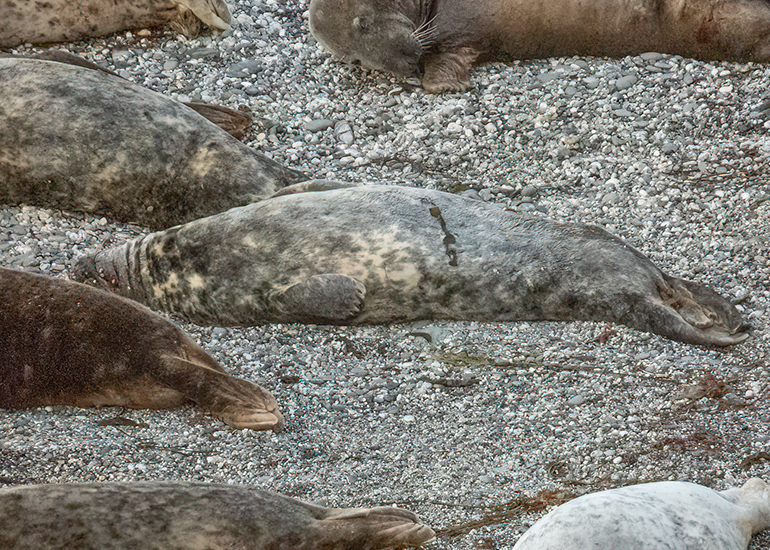 Seals in the Wild - West Cornwall  - 22nd August 2026