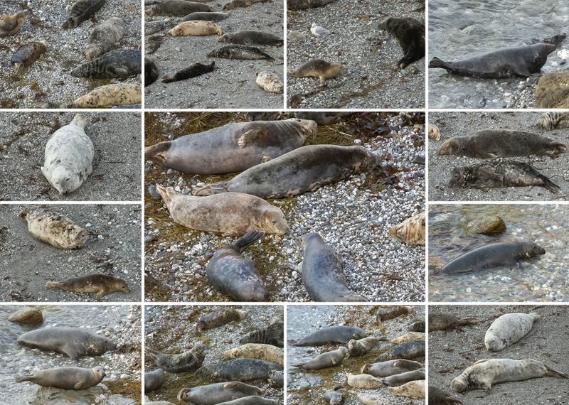 Seals in the wild - 22nd August 2026 - West Cornwall