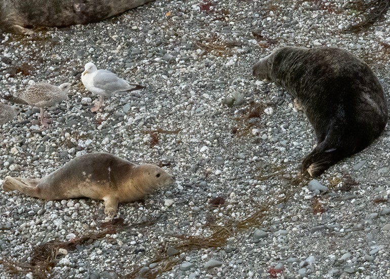 Seals in the Wild - West Cornwall  - 22nd August 2026