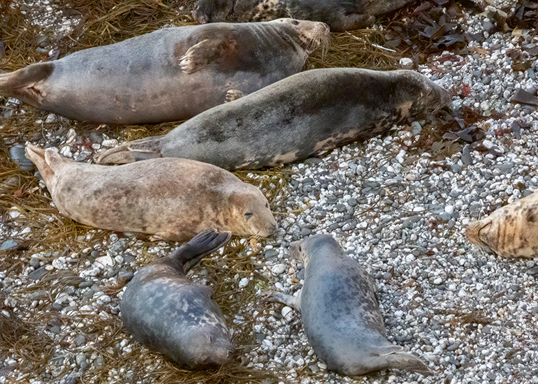 Seals in the Wild - West Cornwall  - 22nd August 2026