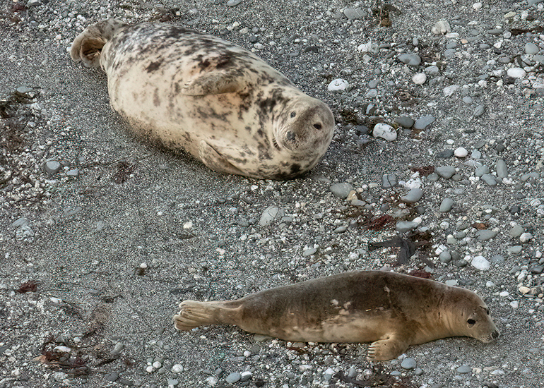 Seals in the Wild - West Cornwall  - 22nd August 2026