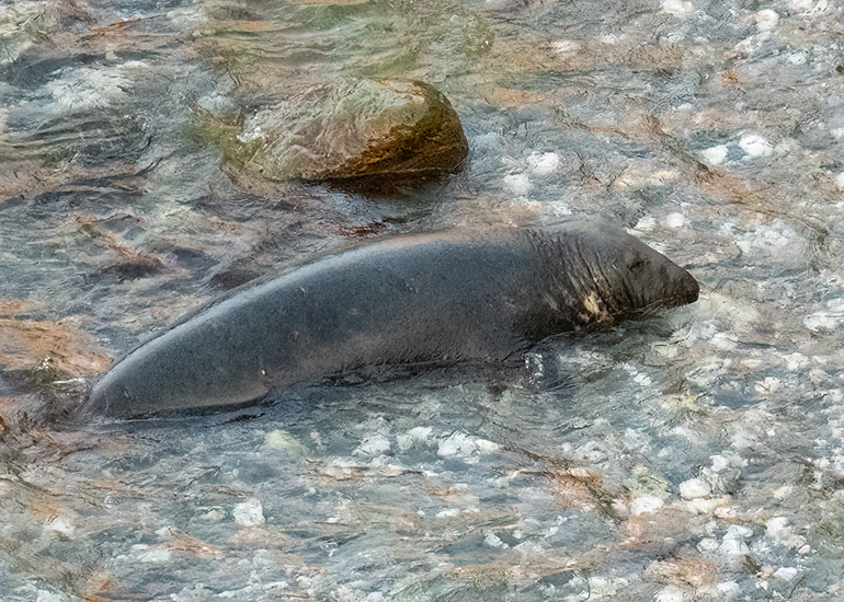 Seals in the Wild - West Cornwall  - 22nd August 2026