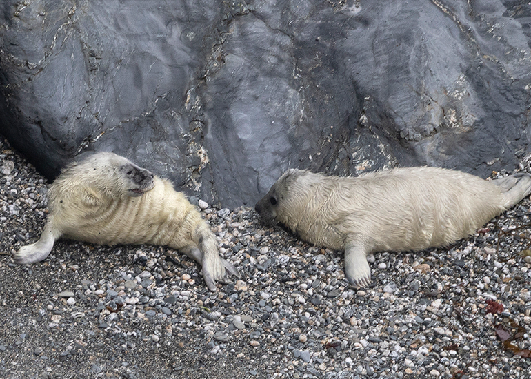Seals in the Wild - West Cornwall  - 25th August 2026