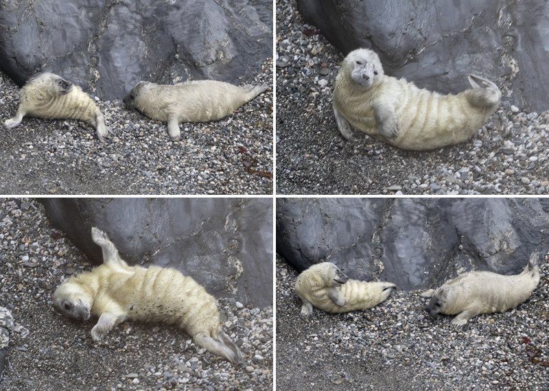 Seal Pups in the wild - 25th August 2026 - West Cornwall