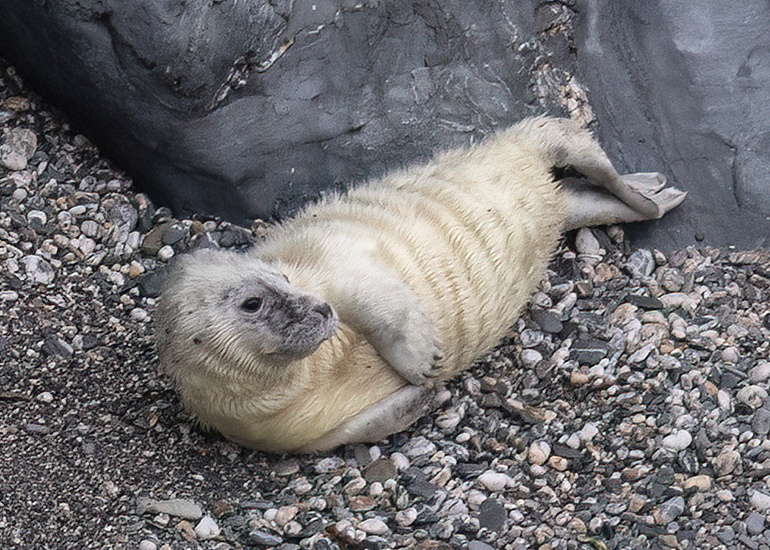 Seals in the Wild - West Cornwall  - 25th August 2026