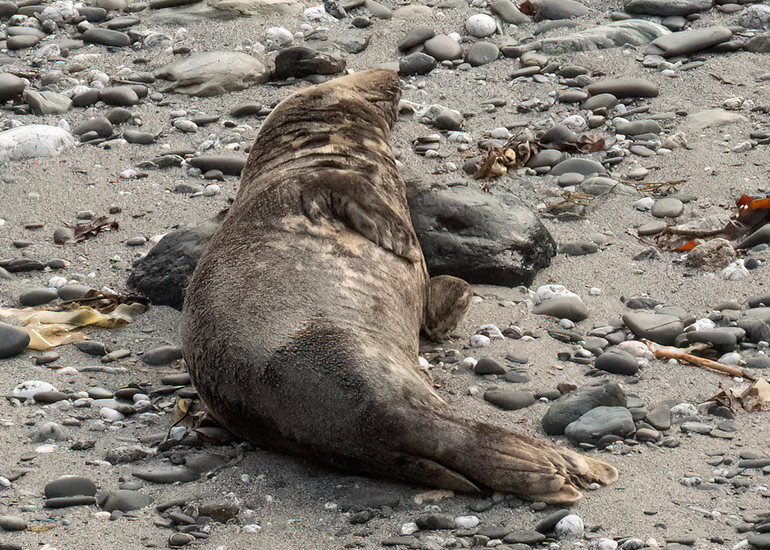 Seals in the Wild - West Cornwall  - 26th August 2026
