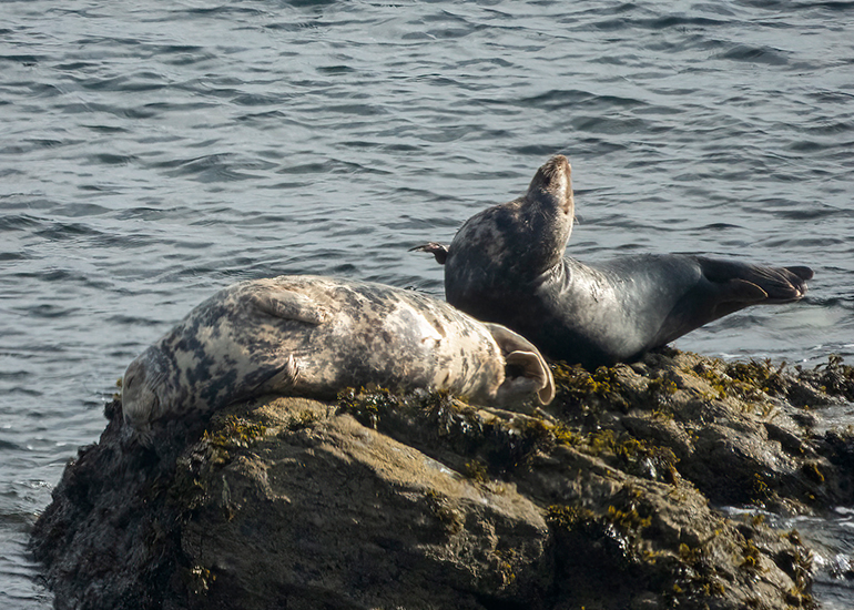 Seals in the Wild - West Cornwall  - 26th August 2026