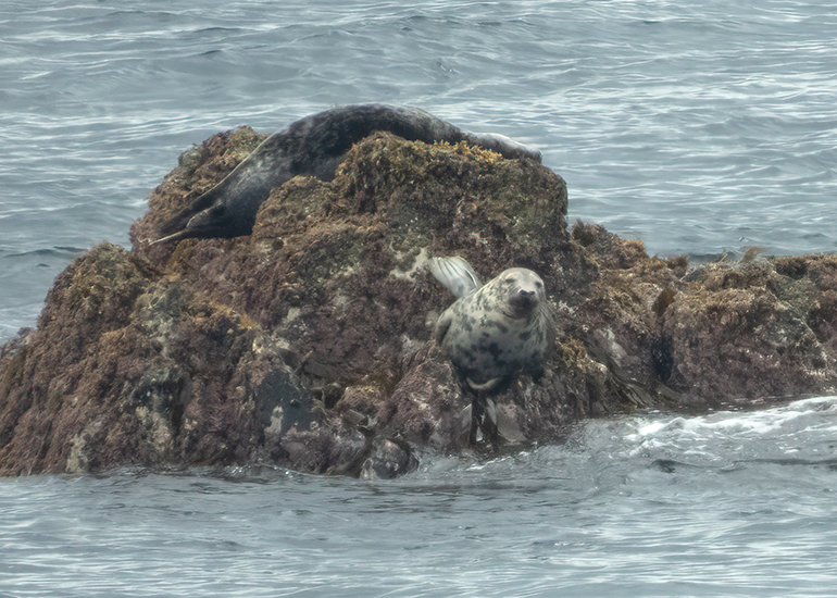 Seals in the Wild - Lizard Peninsula  - 28th July 2026