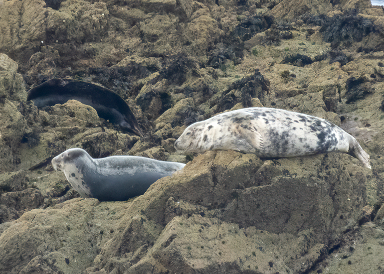 Seals in the Wild - Lizard Peninsula  - 28th July 2026