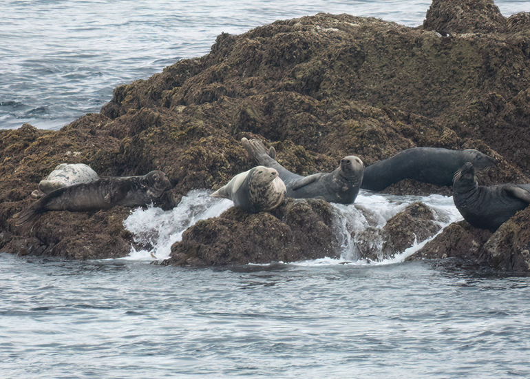 Seals in the Wild - Lizard Peninsula  - 28th July 2026